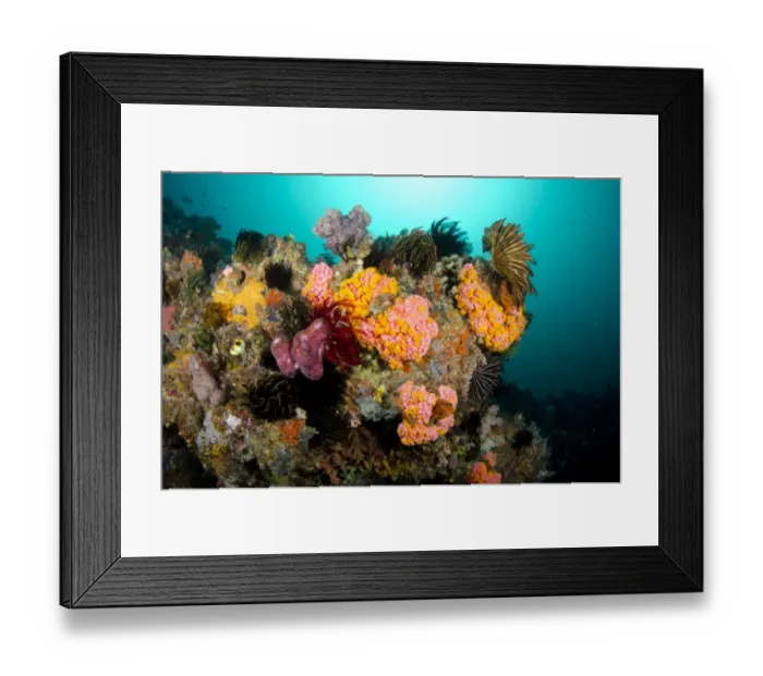 Framed Print : Yellow Coral (Tubastrea faulkneri) and crinoids in reef habitat, Horseshoe Bay, Nusa Kode, Rinca Island, Komodo N. P