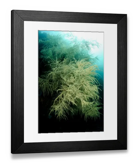 Framed Print : Black Coral (Antipathes dichotoma) colony, Horseshoe Bay, Nusa Kode, Rinca Island, Komodo N. P Framed Print : Black Coral (Antipathes dichotoma) colony, Horseshoe Bay, Nusa Kode, Rinca Island, Komodo N. P