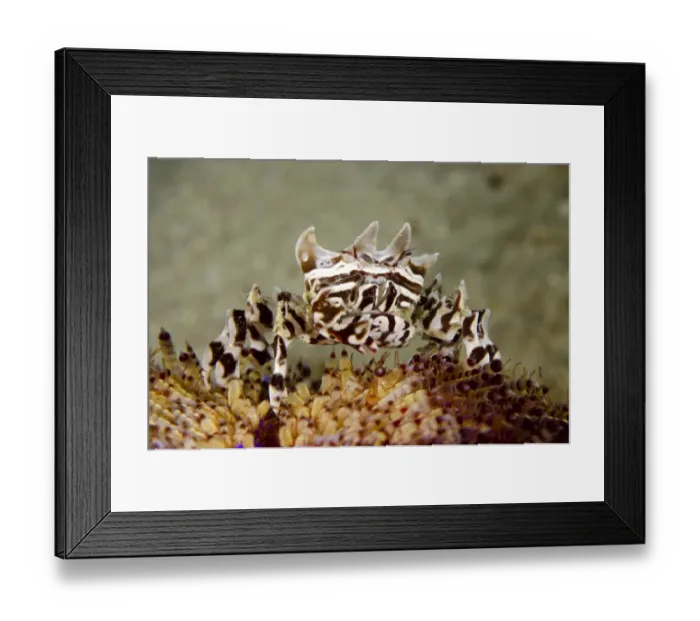 Framed Print : Zebra Urchin Crab (Zebrida adamsii) adult, on Fire Urchin (Asthenosoma varium), Rinca Island, Komodo N. P Framed Print : Zebra Urchin Crab (Zebrida adamsii) adult, on Fire Urchin (Asthenosoma varium), Rinca Island, Komodo N. P