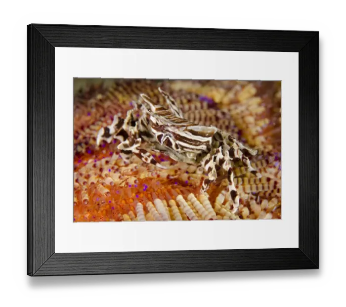 Framed Print : Zebra Urchin Crab (Zebrida adamsii) adult, on Fire Urchin (Asthenosoma varium), Rinca Island, Komodo N. P Framed Print : Zebra Urchin Crab (Zebrida adamsii) adult, on Fire Urchin (Asthenosoma varium), Rinca Island, Komodo N. P