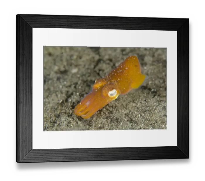 Framed Print : Tropical Bottletail Squid (Sepiadarium kochi) adult, swimming over sand, Horseshoe Bay, Nusa Kode, Rinca Island