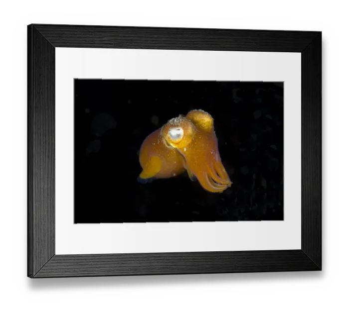 Framed Print : Tropical Bottletail Squid (Sepiadarium kochi) adult, free-swimming, Horseshoe Bay, Nusa Kode, Rinca Island, Komodo N. P Framed Print : Tropical Bottletail Squid (Sepiadarium kochi) adult, free-swimming, Horseshoe Bay, Nusa Kode, Rinca Island, Komodo N. P