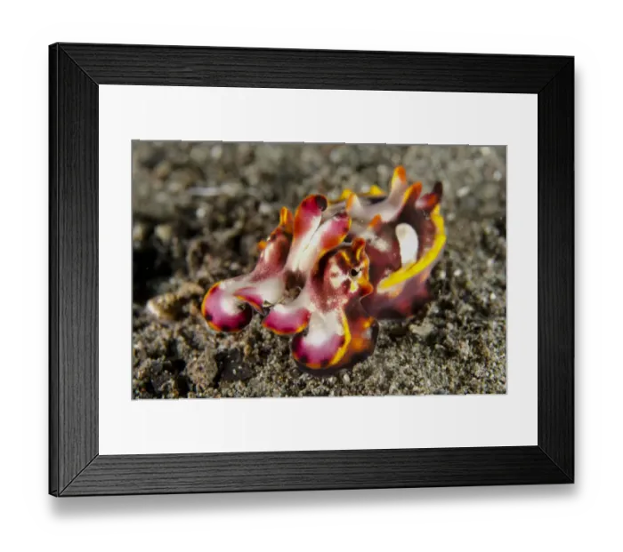 Framed Print : Pfeffers Flamboyant Cuttlefish (Metasepia pfefferi) adult, in defensive posture, Horseshoe Bay, Nusa Kode Framed Print : Pfeffers Flamboyant Cuttlefish (Metasepia pfefferi) adult, in defensive posture, Horseshoe Bay, Nusa Kode