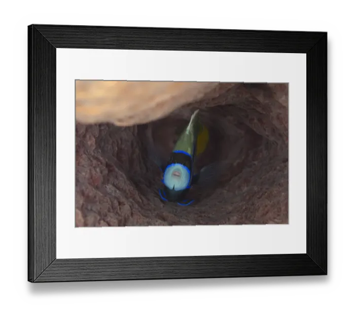 Framed Print : Emperor Angelfish (Pomacanthus imperator) adult, sheltering in Barrel Sponge (Xestospongia testudinaria), Padar Island Framed Print : Emperor Angelfish (Pomacanthus imperator) adult, sheltering in Barrel Sponge (Xestospongia testudinaria), Padar Island