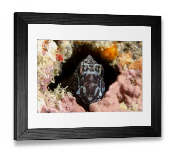 Framed Print : Barred Blenny (Cirripectes polyzona) adult, sheltering in hole, Gili Mota Island, between Rinca and Flores Islands Framed Print : Barred Blenny (Cirripectes polyzona) adult, sheltering in hole, Gili Mota Island, between Rinca and Flores Islands