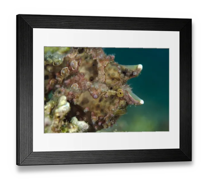 Framed Print : Warty Frogfish (Antennarius maculatus) adult, close-up of head, Rinca Island, Komodo N. P