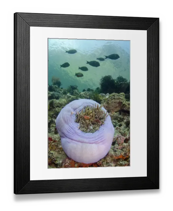 Framed Print : Pink Anemonefish (Amphiprion perideraion) adults, sheltering amongst Magnificent Sea Anemone (Heteractis magnifica) Framed Print : Pink Anemonefish (Amphiprion perideraion) adults, sheltering amongst Magnificent Sea Anemone (Heteractis magnifica)