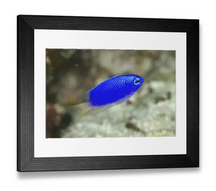Framed Print : Neon Damselfish (Pomacentrus coelestis) adult, swimming, Gili Lawa Laut Island, near Komodo Island, Komodo N. P Framed Print : Neon Damselfish (Pomacentrus coelestis) adult, swimming, Gili Lawa Laut Island, near Komodo Island, Komodo N. P