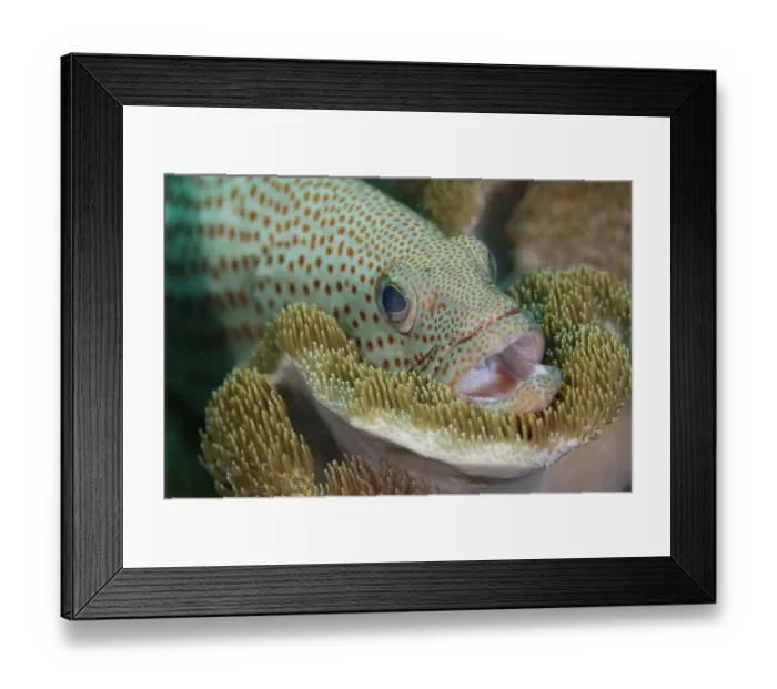Framed Print : White-lined Grouper (Anyperodon leucogrammicus) adult, close-up of head, with mouth open, resting on soft coral Framed Print : White-lined Grouper (Anyperodon leucogrammicus) adult, close-up of head, with mouth open, resting on soft coral