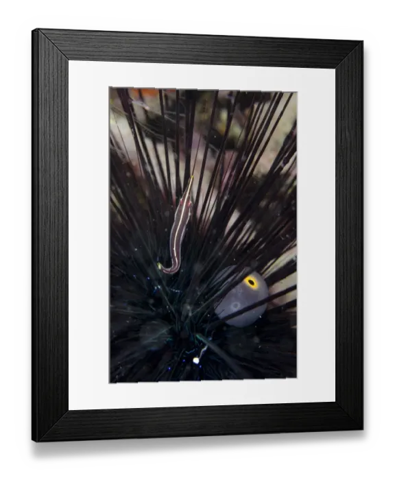 Framed Print : Urchin Clingfish (Diademichthys lineatus) adult, sheltering in Black Longspine Sea Urchin (Diadema setosum) Framed Print : Urchin Clingfish (Diademichthys lineatus) adult, sheltering in Black Longspine Sea Urchin (Diadema setosum)