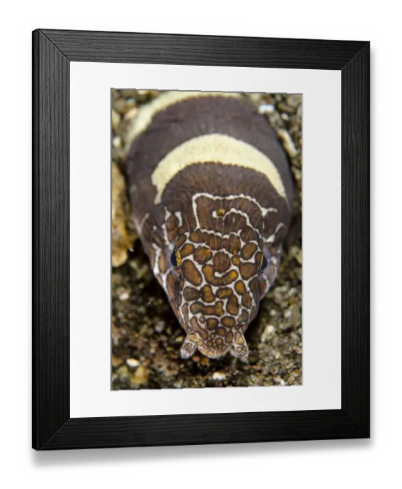 Framed Print : Napoleon Snake-eel (Ophichthus bonaparti) adult, close-up of head, at burrow entrance in sand, Horseshoe Bay Framed Print : Napoleon Snake-eel (Ophichthus bonaparti) adult, close-up of head, at burrow entrance in sand, Horseshoe Bay