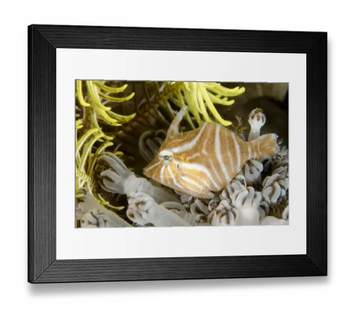 Framed Print : Radial Filefish (Acreichthys radiatus) adult, in xeniid soft coral, Rinca Island, Komodo N. P
