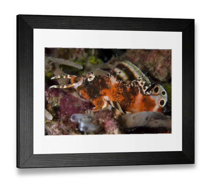 Framed Print : Twinspot Lionfish (Dendrochirus biocellatus) adult, resting, Tatawa Besar Island, near Komodo Island, Komodo N. P Framed Print : Twinspot Lionfish (Dendrochirus biocellatus) adult, resting, Tatawa Besar Island, near Komodo Island, Komodo N. P