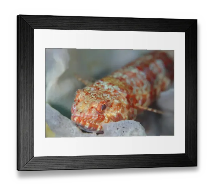 Framed Print : Varigated Lizardfish (Synodus variegatus) adult, resting on coral, Horseshoe Bay, Nusa Kode, Rinca Island, Komodo N. P Framed Print : Varigated Lizardfish (Synodus variegatus) adult, resting on coral, Horseshoe Bay, Nusa Kode, Rinca Island, Komodo N. P