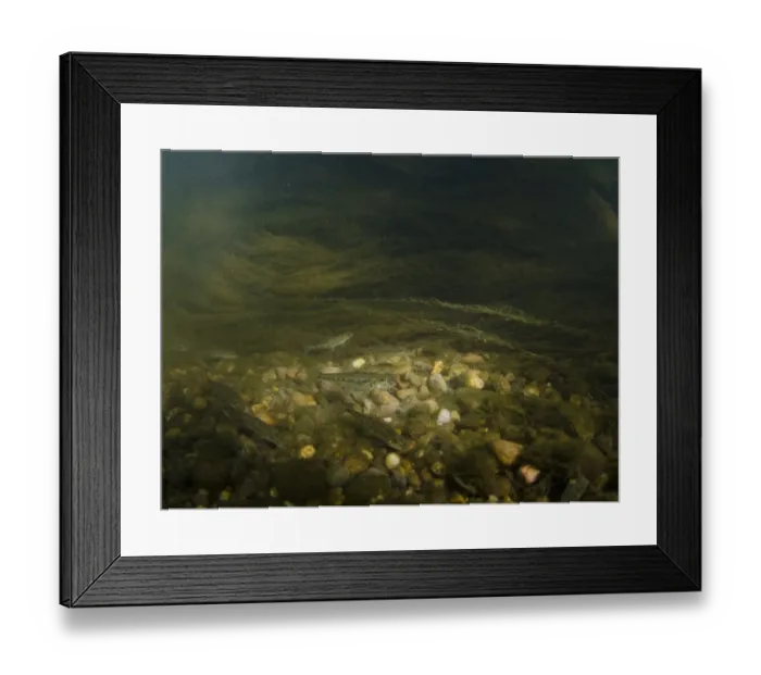 Framed Print : Gudgeon (Gobio gobio) aduls, shoal swimming over gravel streambed, Nottinghamshire, England, May Framed Print : Gudgeon (Gobio gobio) aduls, shoal swimming over gravel streambed, Nottinghamshire, England, May