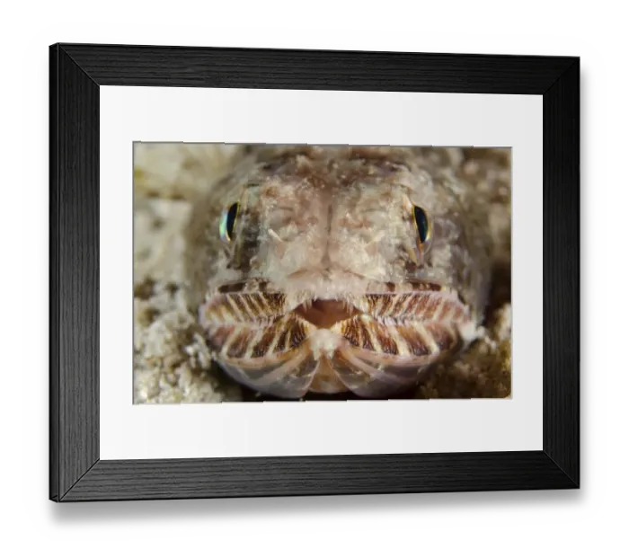 Framed Print : Slender Lizardfish (Saurida gracilis) adult, close-up of head, Padar Island, Komodo N. P Framed Print : Slender Lizardfish (Saurida gracilis) adult, close-up of head, Padar Island, Komodo N. P