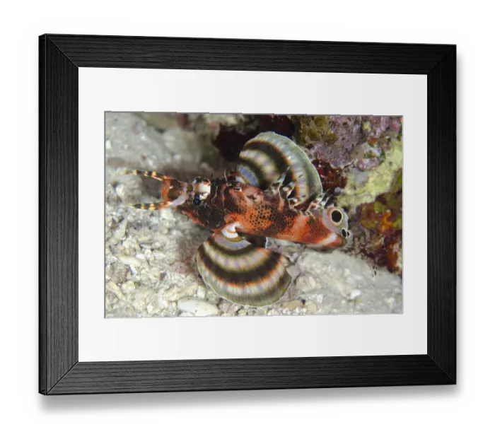 Framed Print : Twinspot Lionfish (Dendrochirus biocellatus) adult, swimming, Tatawa Besar Island, near Komodo Island, Komodo N. P Framed Print : Twinspot Lionfish (Dendrochirus biocellatus) adult, swimming, Tatawa Besar Island, near Komodo Island, Komodo N. P
