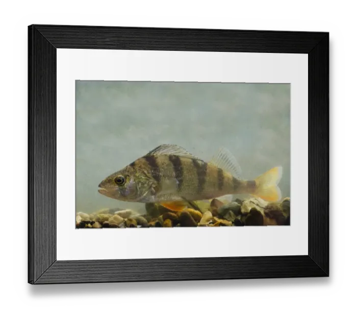 Framed Print : Perch (Perca fluviatilis) adult, swimming over gravel in tank, England, May Framed Print : Perch (Perca fluviatilis) adult, swimming over gravel in tank, England, May