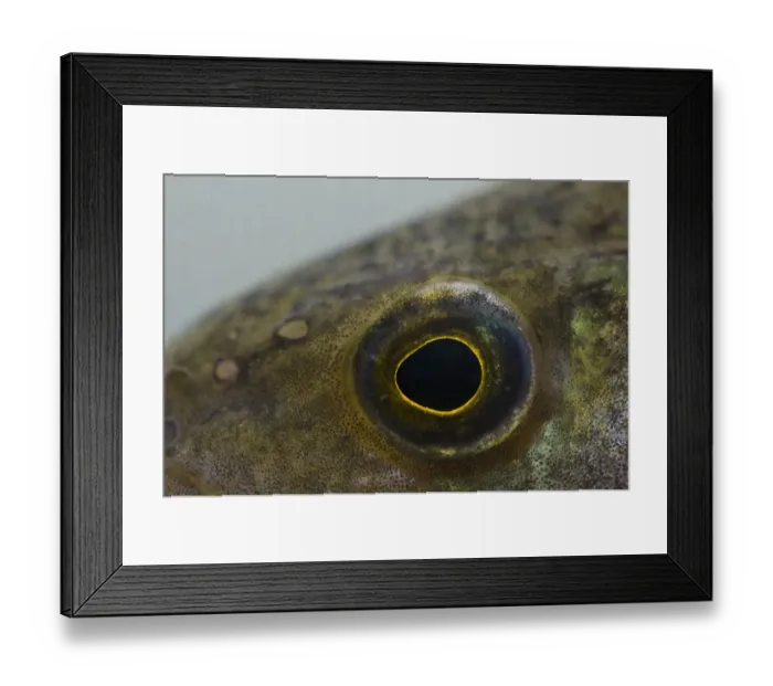 Framed Print : Perch (Perca fluviatilis) adult, close-up off eye, in tank, England, May Framed Print : Perch (Perca fluviatilis) adult, close-up off eye, in tank, England, May
