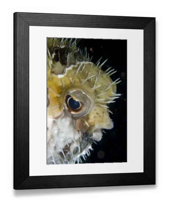 Framed Print : Black-blotched Porcupinefish (Diodon liturosus) adult, close-up of head, inflated in defensive posture, Horseshoe Bay Framed Print : Black-blotched Porcupinefish (Diodon liturosus) adult, close-up of head, inflated in defensive posture, Horseshoe Bay