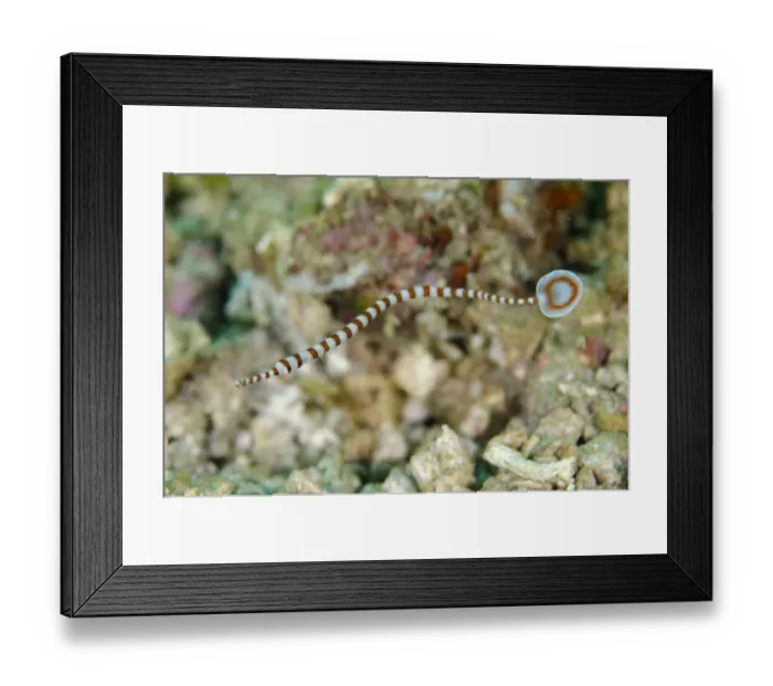 Framed Print : Ringed Pipefish (Dunckerocampus dactyliophorus) adult, swimming, Rinca Island, Komodo N. P Framed Print : Ringed Pipefish (Dunckerocampus dactyliophorus) adult, swimming, Rinca Island, Komodo N. P