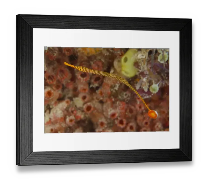 Framed Print : Yellow-banded Pipefish (Dunckerocampus pessuliferus) adult, swimming, Padar Island, Komodo N. P Framed Print : Yellow-banded Pipefish (Dunckerocampus pessuliferus) adult, swimming, Padar Island, Komodo N. P