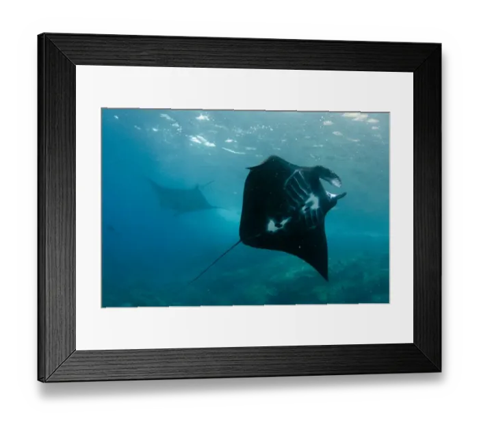 Framed Print : Giant Oceanic Manta Ray (Manta birostris) two adults, feeding, swimming over reef, Padar Island, Komodo N. P Framed Print : Giant Oceanic Manta Ray (Manta birostris) two adults, feeding, swimming over reef, Padar Island, Komodo N. P