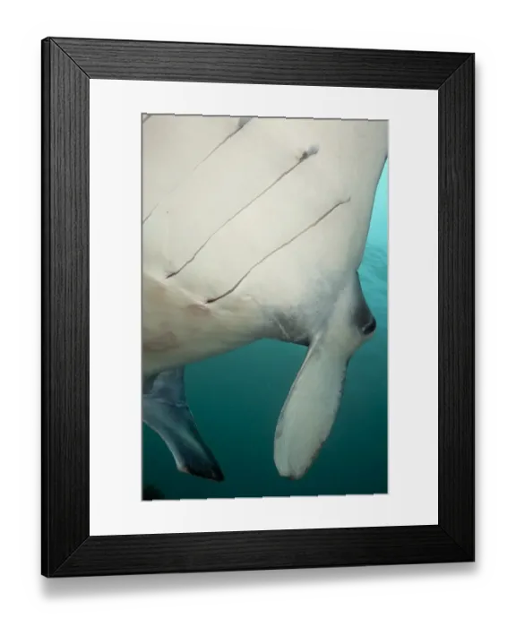 Framed Print : Giant Oceanic Manta Ray (Manta birostris) adult, close-up of gill slits, feeding, Karang Makassar, Rinca Island Framed Print : Giant Oceanic Manta Ray (Manta birostris) adult, close-up of gill slits, feeding, Karang Makassar, Rinca Island