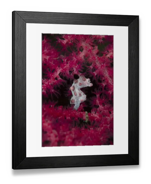 Framed Print : Bargibantis Pygmy Seahorse (Hippocampus bargibanti) adult, clinging to sea fan, Gili Mota Island Framed Print : Bargibantis Pygmy Seahorse (Hippocampus bargibanti) adult, clinging to sea fan, Gili Mota Island
