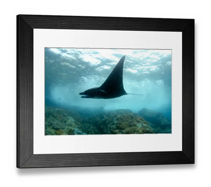 Framed Print : Giant Oceanic Manta Ray (Manta birostris) adult, swimming over reef with crashing waves, Padar Island, Komodo N. P Framed Print : Giant Oceanic Manta Ray (Manta birostris) adult, swimming over reef with crashing waves, Padar Island, Komodo N. P