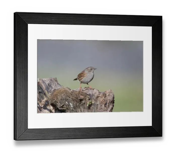 Framed Print : Dunnock (Prunella modularis) adult, perched on stump, Dumfries, Dumfries and Galloway, Scotland, February