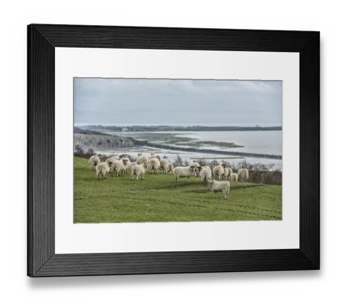 Framed Print : Domestic Sheep, mule ewes, flock, standing on coastal pasture, Morecambe Bay, Ulverston, Cumbria, England, March Framed Print : Domestic Sheep, mule ewes, flock, standing on coastal pasture, Morecambe Bay, Ulverston, Cumbria, England, March