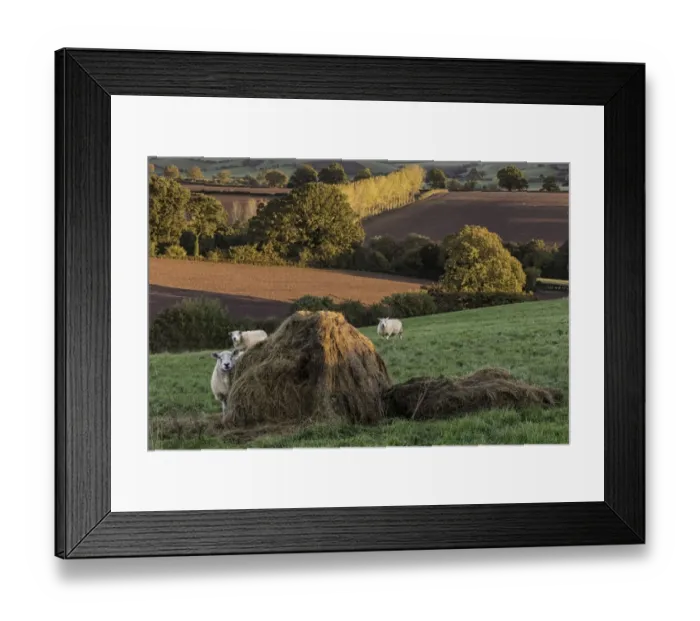 Framed Print : Domestic Sheep, flock, standing in pasture with hay bale at dawn, Trelleck Grange, near Tintern, Monmouthshire Framed Print : Domestic Sheep, flock, standing in pasture with hay bale at dawn, Trelleck Grange, near Tintern, Monmouthshire