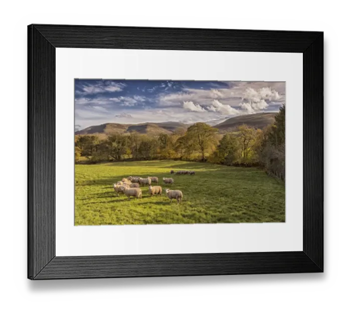 Framed Print : Domestic Sheep, flock, standing in pasture, Libanus, Brecon Beacons N. P. Powys, Wales, November Framed Print : Domestic Sheep, flock, standing in pasture, Libanus, Brecon Beacons N. P. Powys, Wales, November