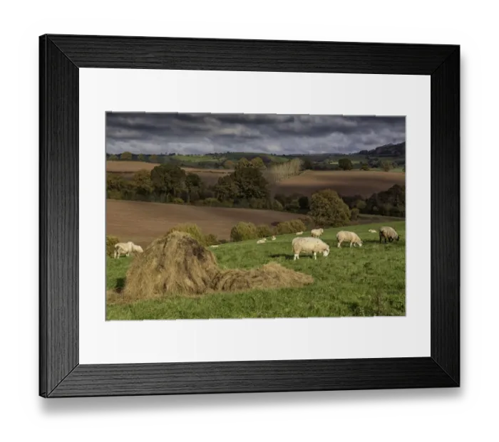 Framed Print : Domestic Sheep, flock, grazing in pasture with hay bale, Trelleck Grange, near Tintern, Monmouthshire, South Wales