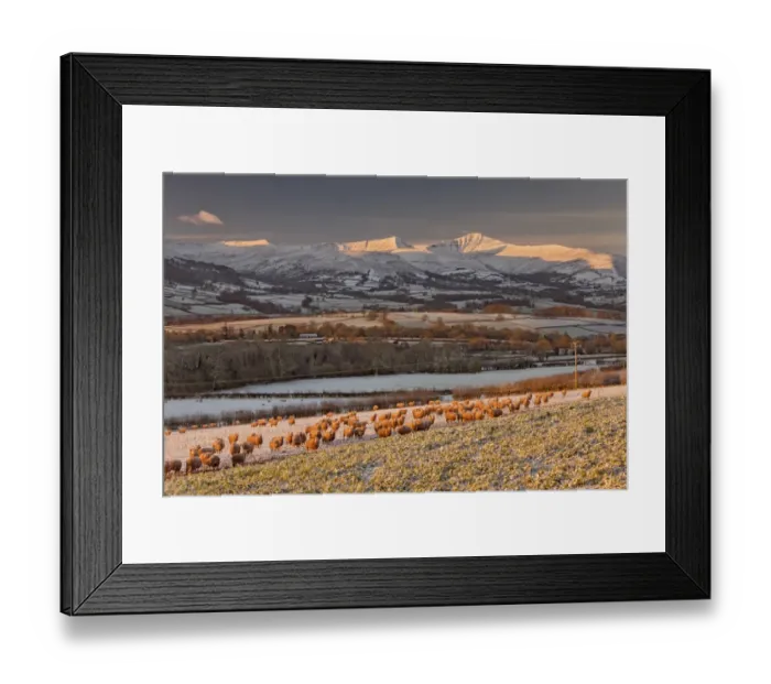 Framed Print : Domestic Sheep, flock, folded on root crop in snow at sunrise, near Llangorse (Talyllyn), Penyfan, Brecon Beacons N. P Framed Print : Domestic Sheep, flock, folded on root crop in snow at sunrise, near Llangorse (Talyllyn), Penyfan, Brecon Beacons N. P