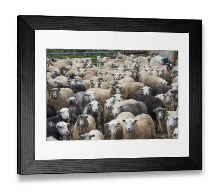 Framed Print : Domestic Sheep, Herdwick and Herdwick cross, flock, standing in farmyard, Seascale, Cumbria, England, March Framed Print : Domestic Sheep, Herdwick and Herdwick cross, flock, standing in farmyard, Seascale, Cumbria, England, March
