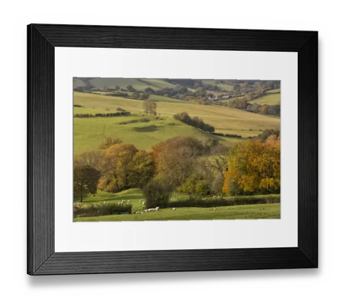 Framed Print : Domestic Sheep, flock, walking through gateway in hedgerow into next field, Cobblers Plain, near Devauden Framed Print : Domestic Sheep, flock, walking through gateway in hedgerow into next field, Cobblers Plain, near Devauden