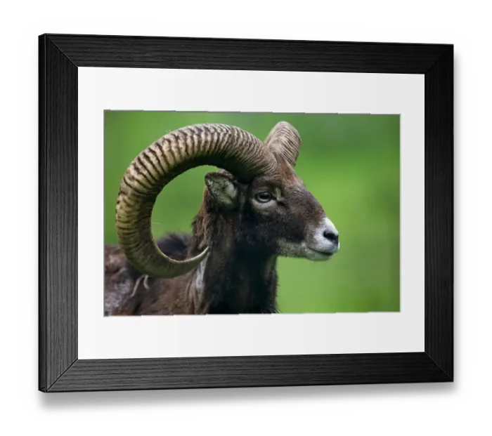 Framed Print : European Mouflon (Ovis orientalis musimon) adult male, close-up of head (captive) Framed Print : European Mouflon (Ovis orientalis musimon) adult male, close-up of head (captive)