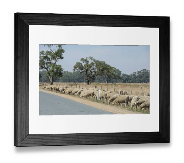 Framed Print : Domestic Sheep, Merino flock, grazing on roadside verge, Cobram, Victoria, Australia, February Framed Print : Domestic Sheep, Merino flock, grazing on roadside verge, Cobram, Victoria, Australia, February