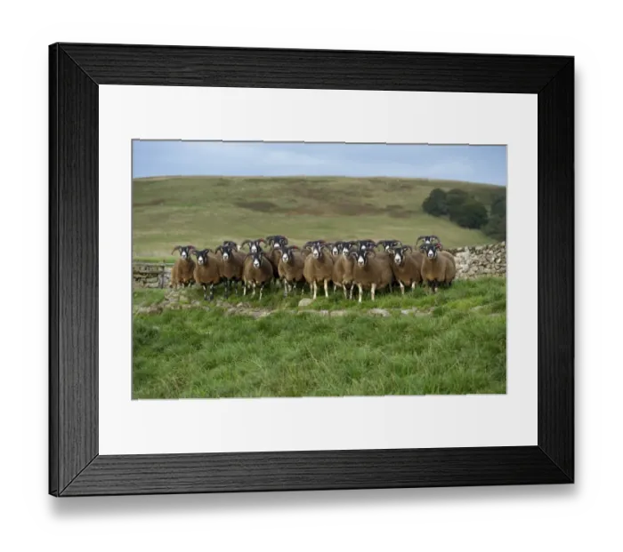 Framed Print : Domestic Sheep, Scottish Blackface ewes, flock standing on moorland, Lanarkshire, Central Lowlands, Scotland, September
