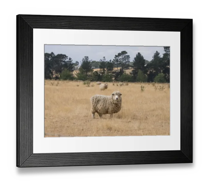 Framed Print : Domestic Sheep, Merino flock, standing in dry grass, Buninyong, Victoria, Australia, February Framed Print : Domestic Sheep, Merino flock, standing in dry grass, Buninyong, Victoria, Australia, February