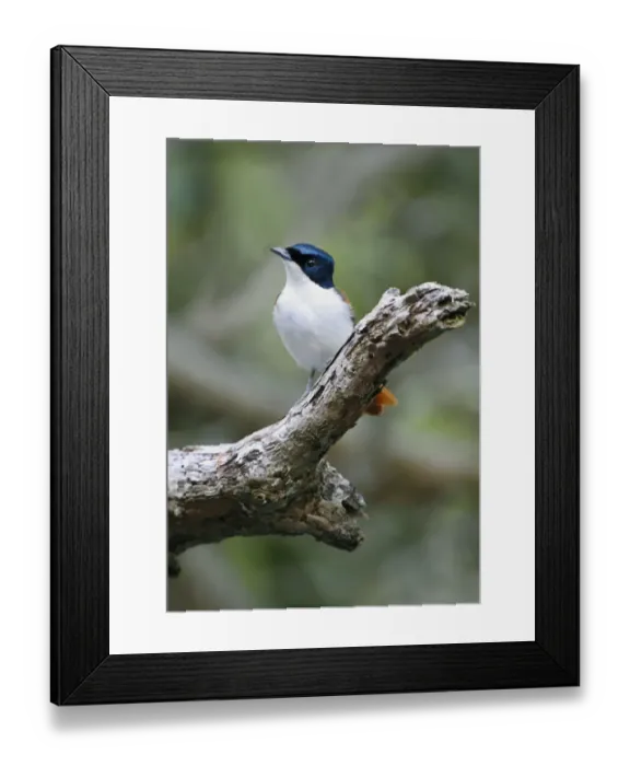 Framed Print : Shining Flycatcher (Myiagra alecto) adult female, perched on log, Daintree River, Daintree N. P Framed Print : Shining Flycatcher (Myiagra alecto) adult female, perched on log, Daintree River, Daintree N. P