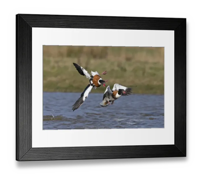 Framed Print : Common Shelduck (Tadorna tadorna) two adult females, in flight, aggressively chasing rival over water, Suffolk Framed Print : Common Shelduck (Tadorna tadorna) two adult females, in flight, aggressively chasing rival over water, Suffolk