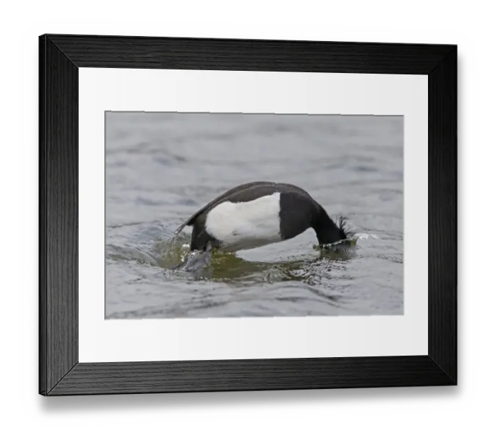 Framed Print : Tufted Duck (Aythya fuligula) adult male, diving, Pensthorpe Nature Reserve, Norfolk, England, February