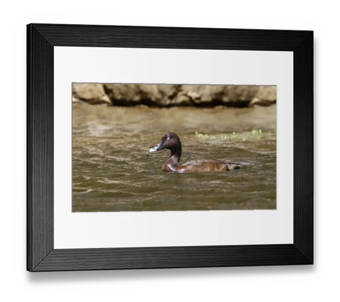 Framed Print : Hardhead (Aythya australis) adult male, swimming, Ormiston Gorge, West MacDonnell N. P Framed Print : Hardhead (Aythya australis) adult male, swimming, Ormiston Gorge, West MacDonnell N. P