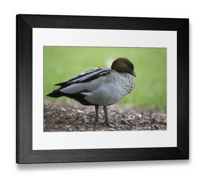 Framed Print : Maned Duck (Chenonetta jubata) adult male, standing, Sydney, New South Wales, Australia, February