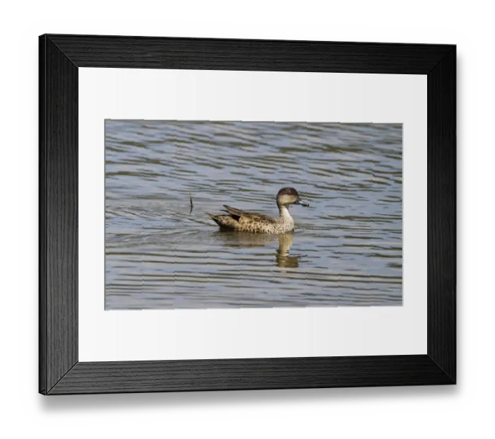 Framed Print : Grey Teal (Anas gracilis) adult, swimming, Brisbane, Queensland, Australia, October Framed Print : Grey Teal (Anas gracilis) adult, swimming, Brisbane, Queensland, Australia, October