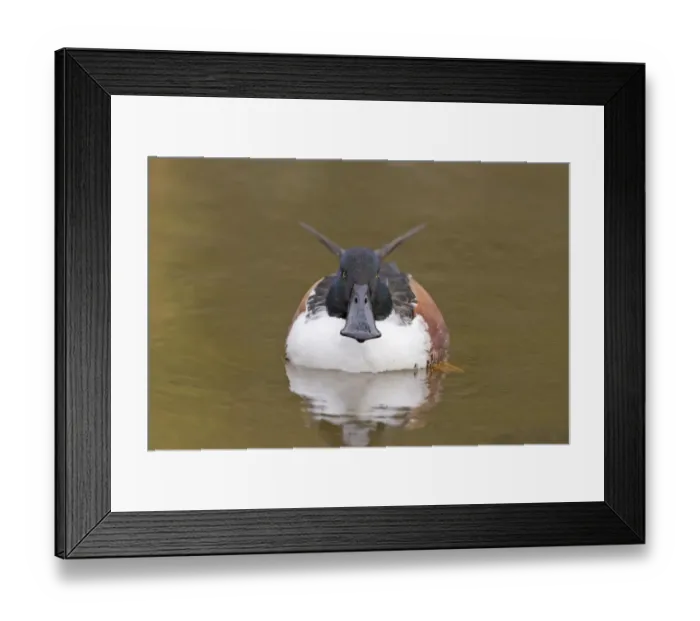 Framed Print : Northern Shoveler (Anas clypeata) adult male, swimming head on, Pensthorpe Nature Reserve, Norfolk, England, February