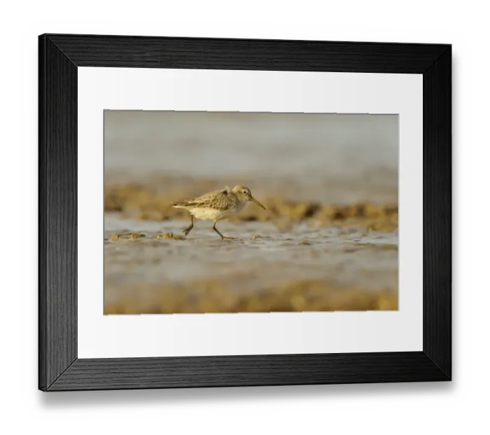 Framed Print : Dunlin (Calidris alpina) adult, non-breeding plumage, feeding on mudflats, Snettisham RSPB Reserve, The Wash, Norfolk Framed Print : Dunlin (Calidris alpina) adult, non-breeding plumage, feeding on mudflats, Snettisham RSPB Reserve, The Wash, Norfolk